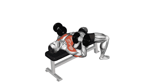 نمایش حرکت پرس سینه با دمبل (Dumbbell Bench Press)