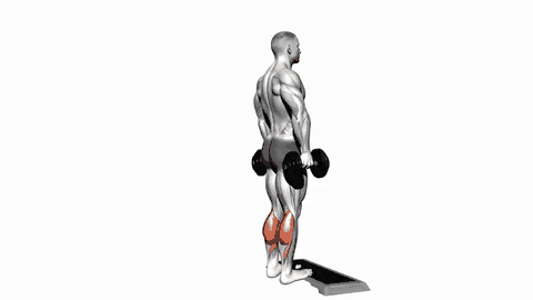 نمایش حرکت ساق ایستاده با دمبل